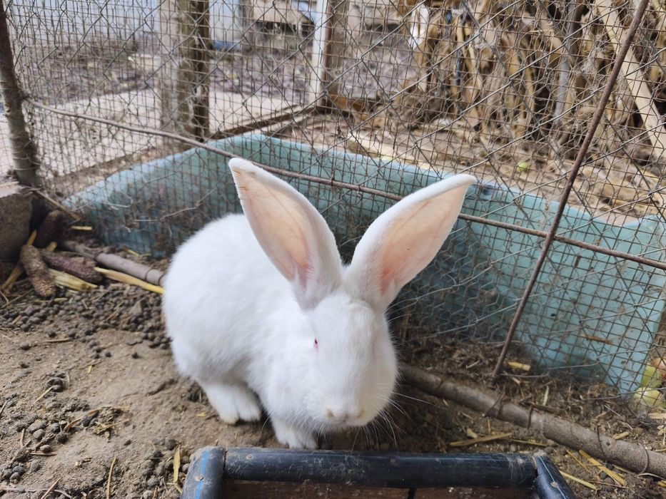 Iepuri  uriaș german