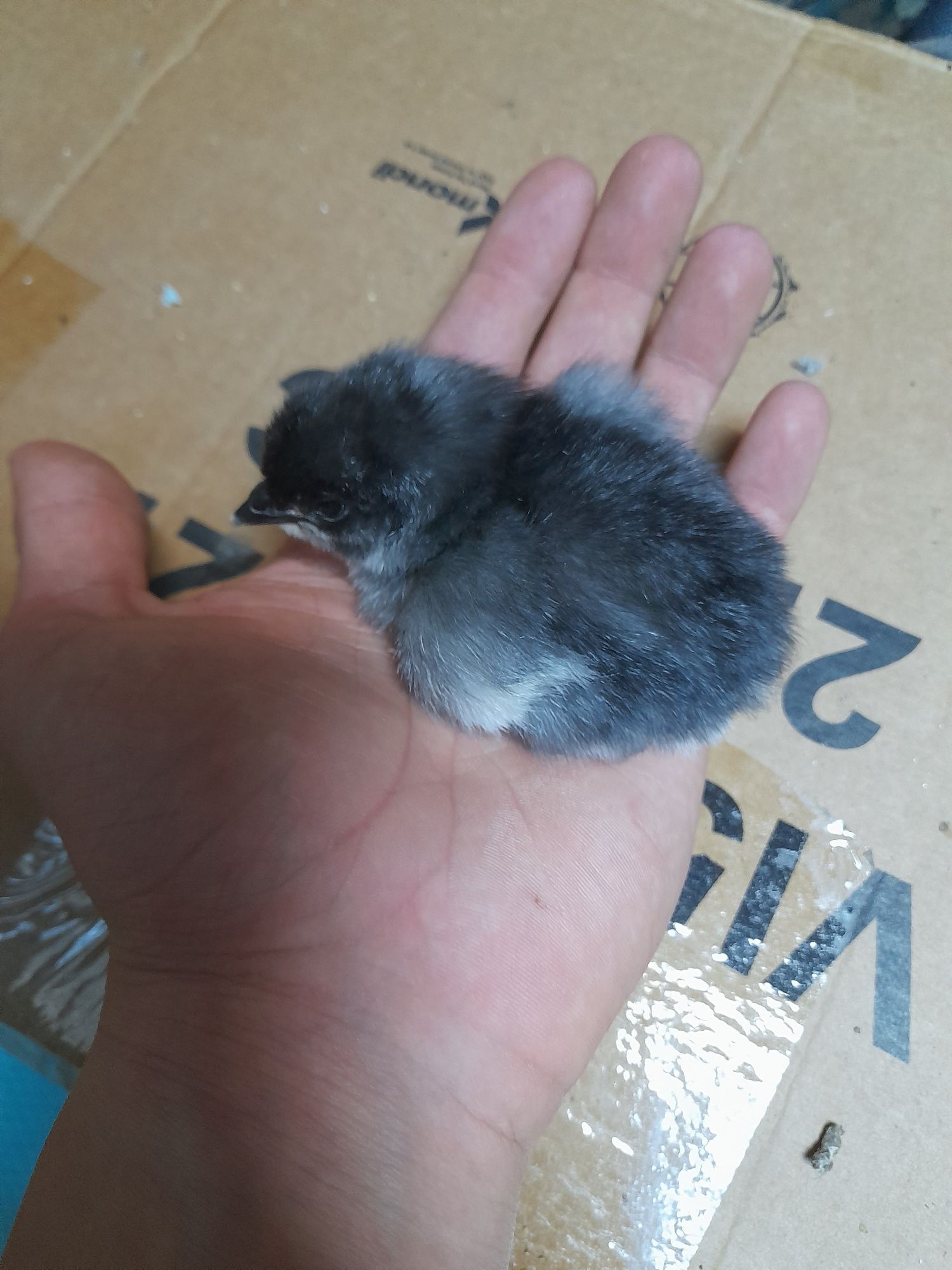 Vand pui Australorp