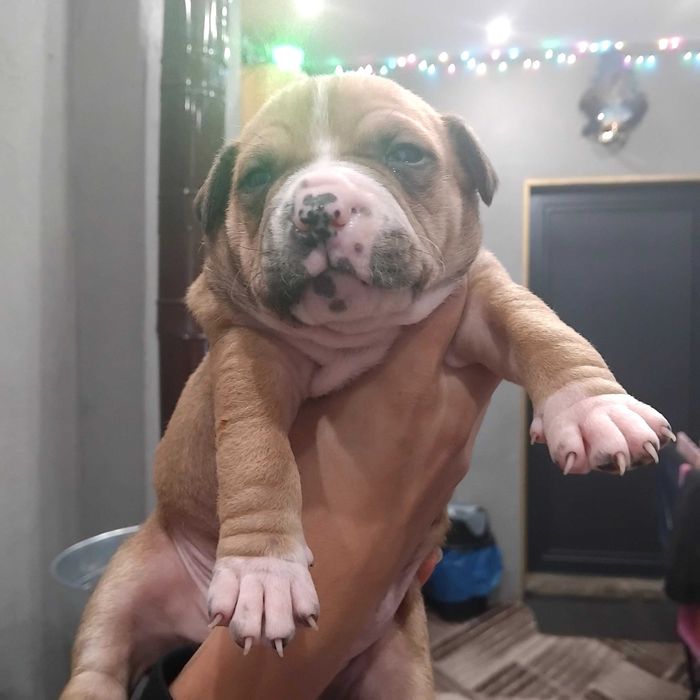 Prodavat se chisto kruvni pitbuli