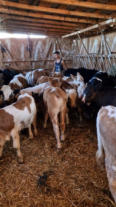 Aduc viței de rasă pe comandă dumneavoastră!!