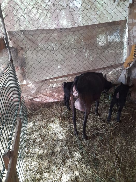 Capră murciana foarte bună de lapte