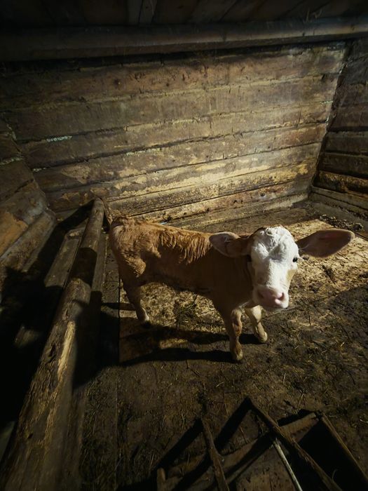 Brună de Maramureș
