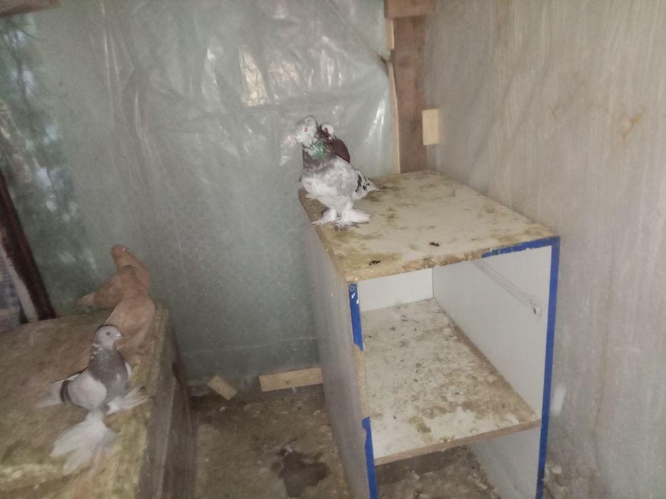 Продам голубей  смотреть фото