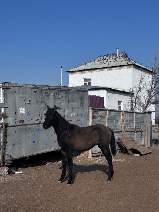 жабағы саталыда срочнооо