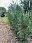 Leylandii 0,8–1 m