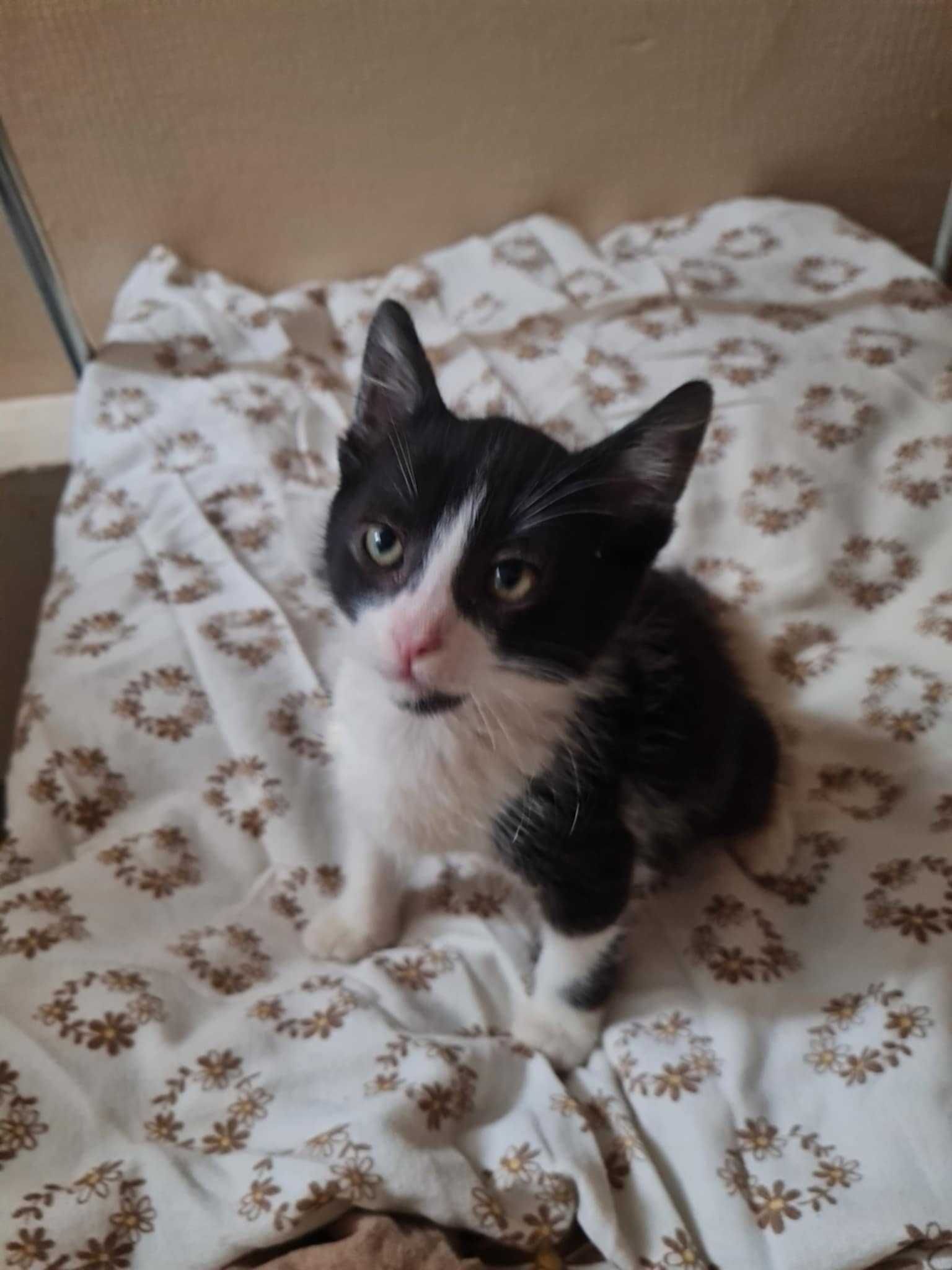 Момче коте си търси дом