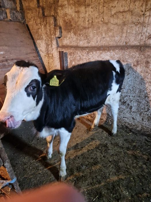 Vând o vitea și un tăuraș