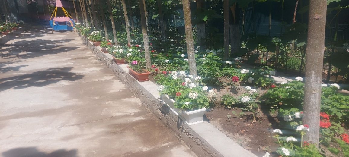 Герань ва пеьаргония гуллари