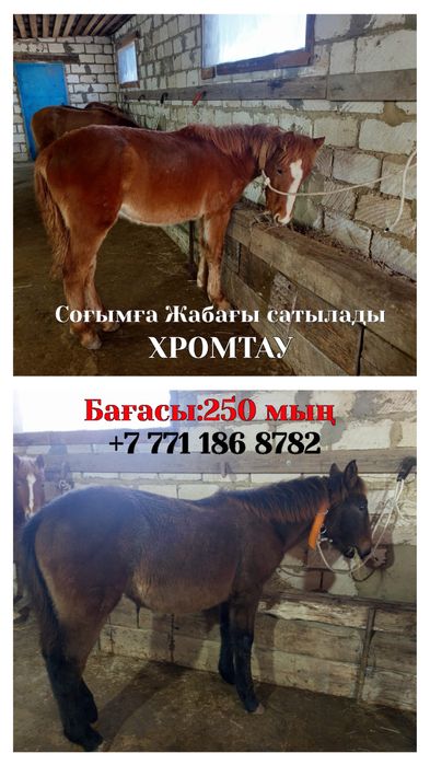 ЖАБАҒЫ сатылады Хромтау