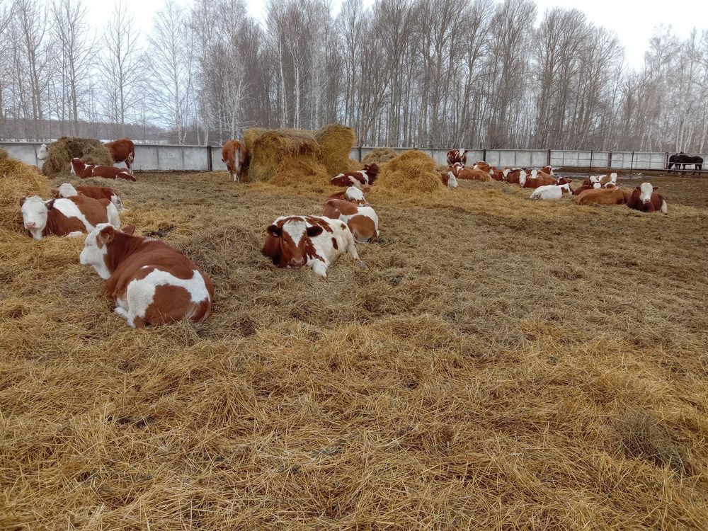 Продам племенных телок симментальской породы