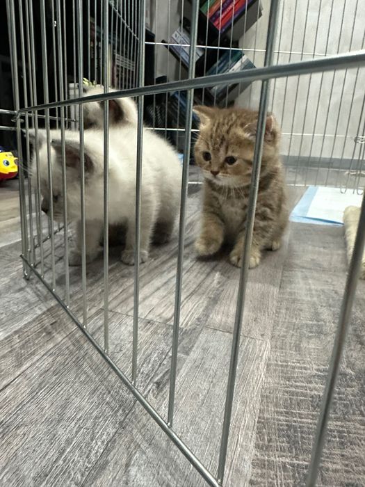 Британски котета