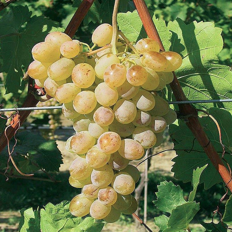 Vita de vie alba nobila de masa 28 de soiuri