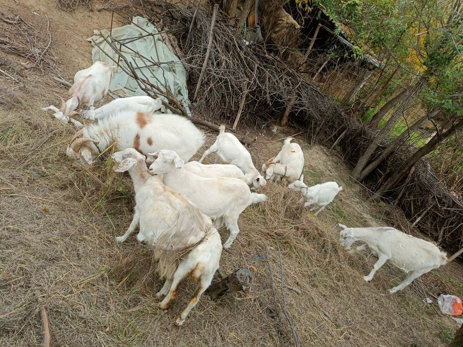 Vând capre sau schimb