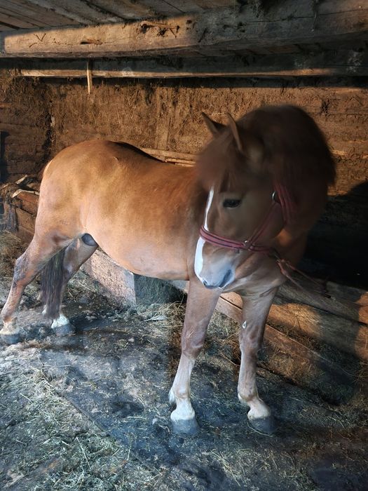 Vand sau schimb armasar 4 ani