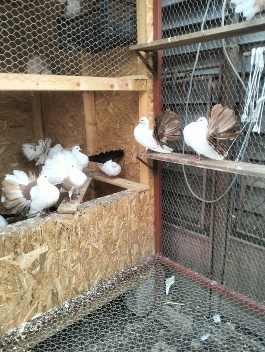 Porumbei de vânzare