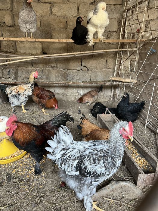 Несушка 90.000 ва Рангли товуклар 220.000 сотилади