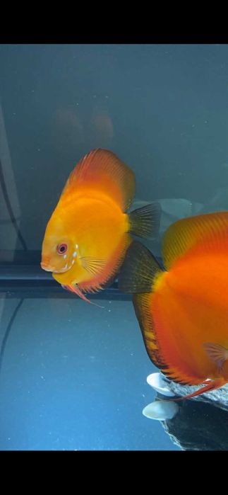 2 Discusi de vanzare Cluj Napoca la pret de 1