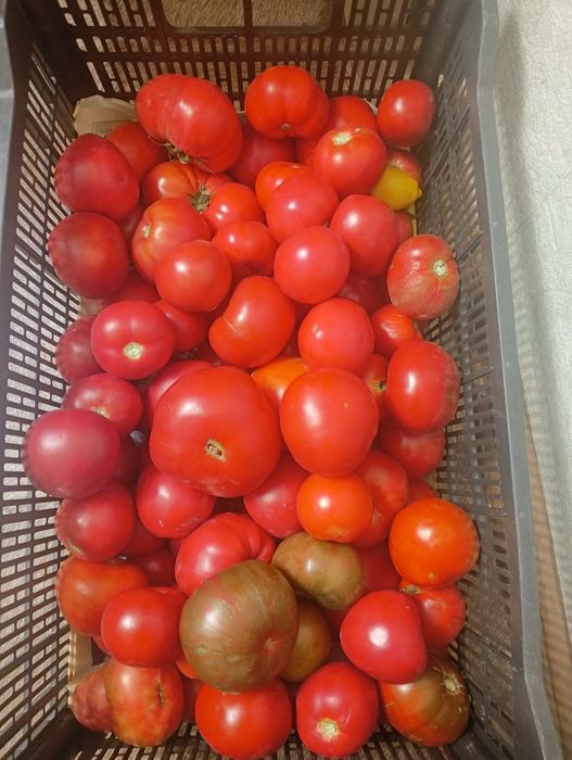 Продам дачные помидоры