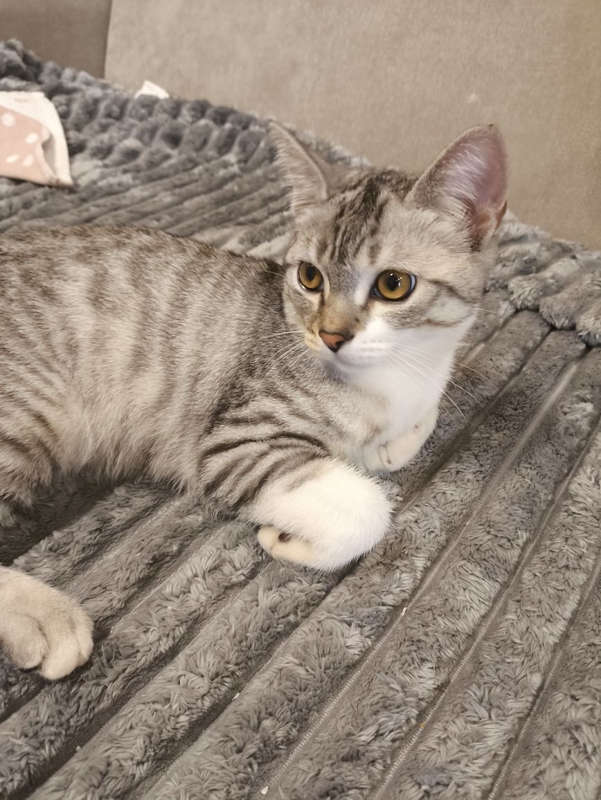 Скоттиш Страйт котёнок 3 месяцев