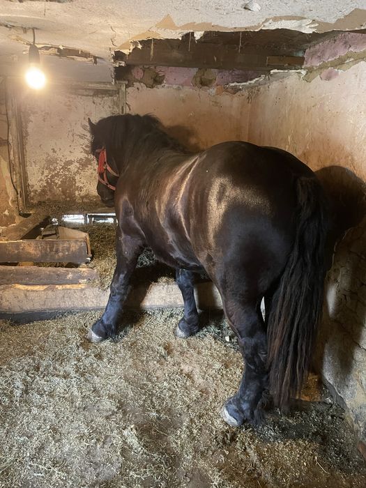 Vand Manz linia miutescu.