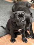 Cane corso cu pedigree