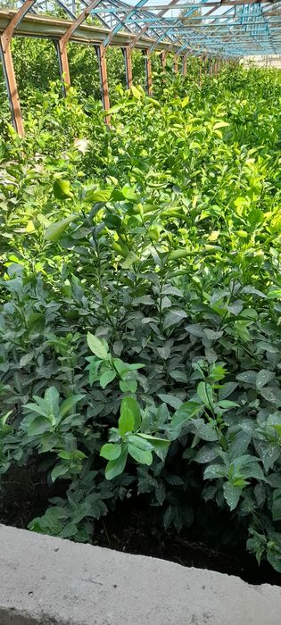 Лимон кучатлар бор