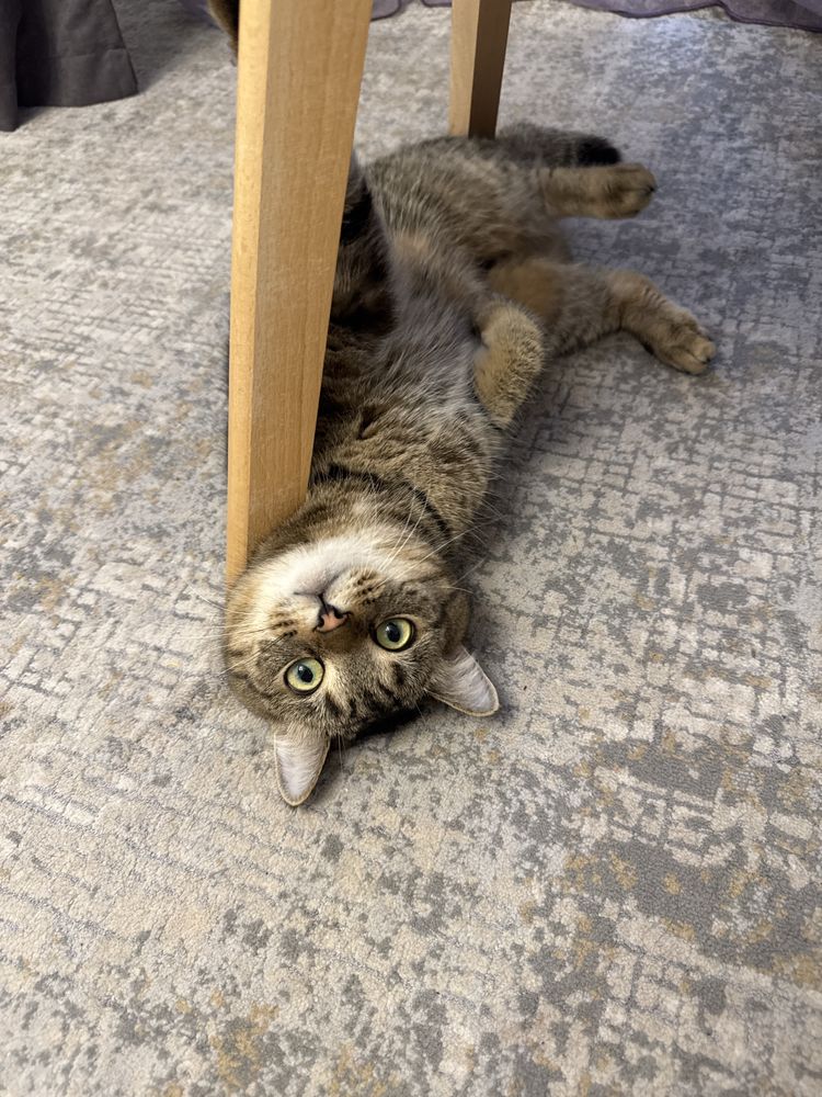 Отдам даром кота