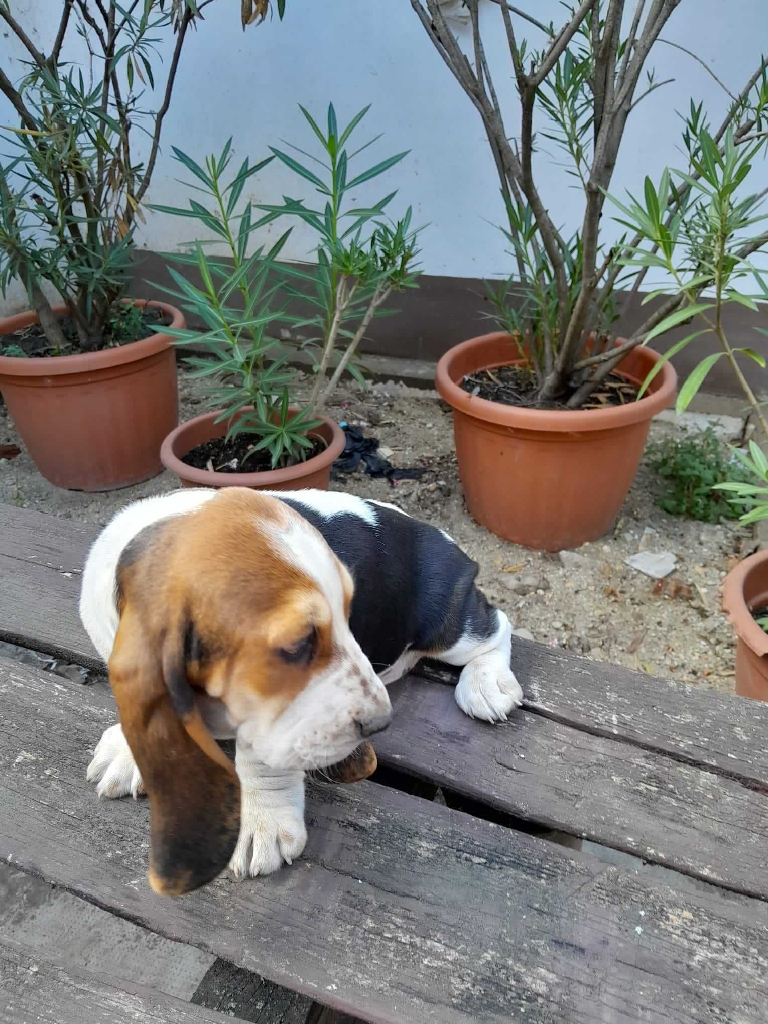 Pui rasa Basset Hound