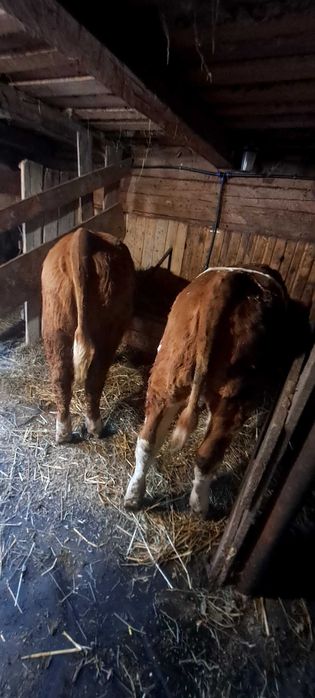 Vând 2 vițele de 8 lunii