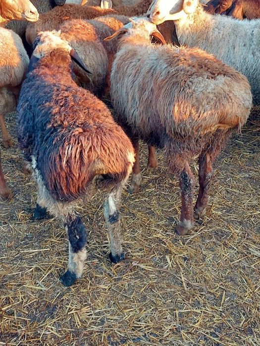 Продам мясо баранина тушками со своего хозяиства