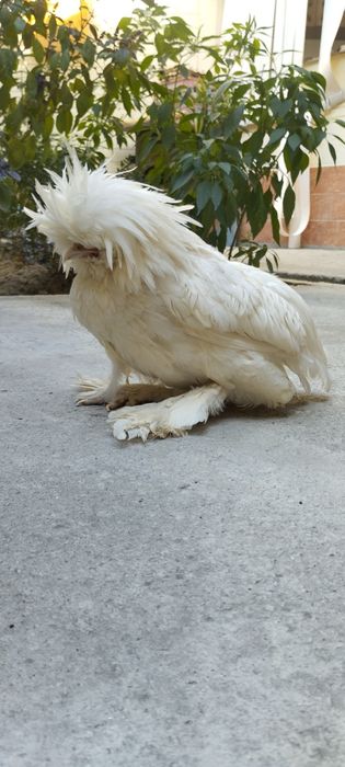 товук тоза зот чатишиб кетмаган