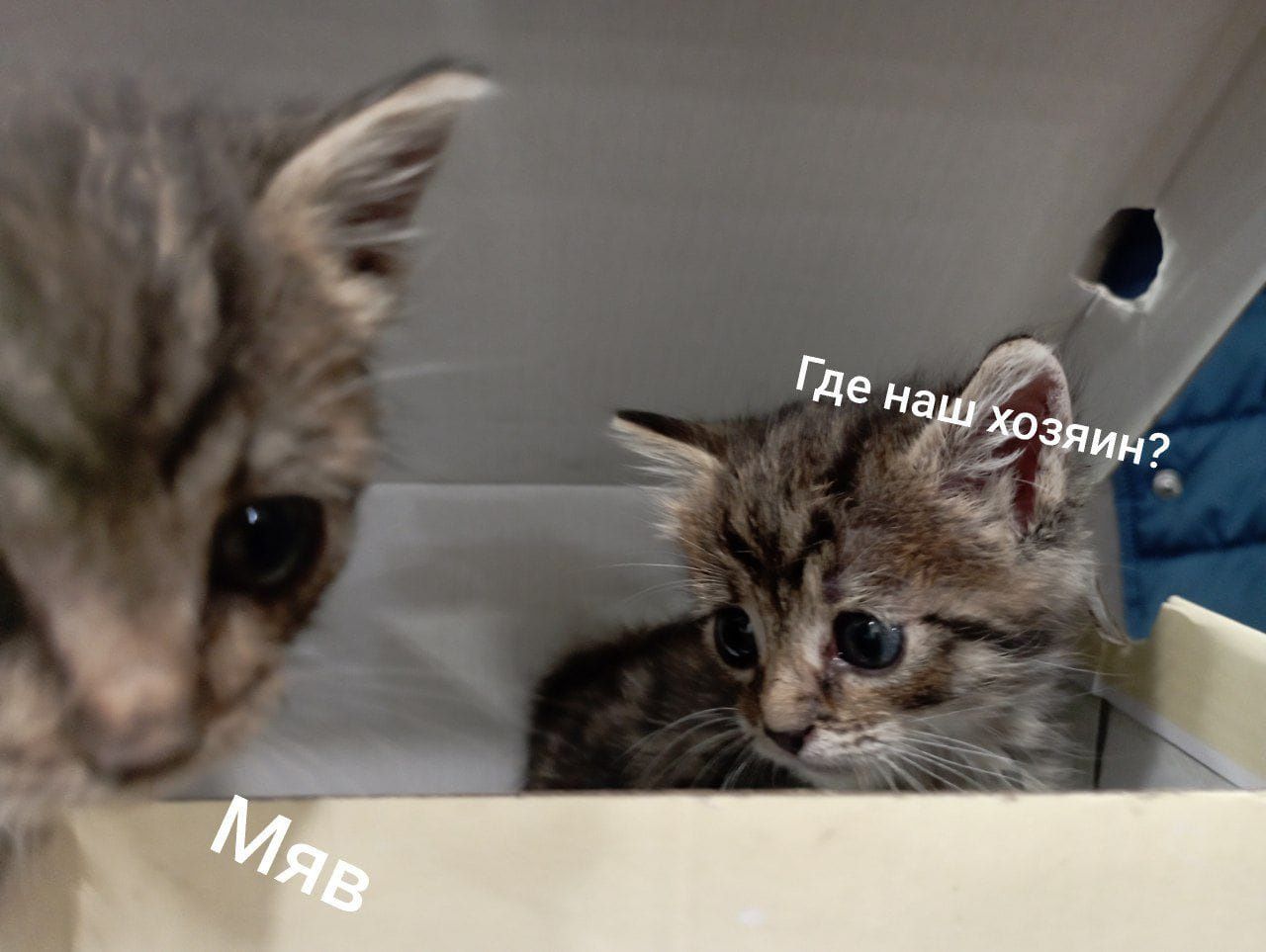 Котята    бедолаги