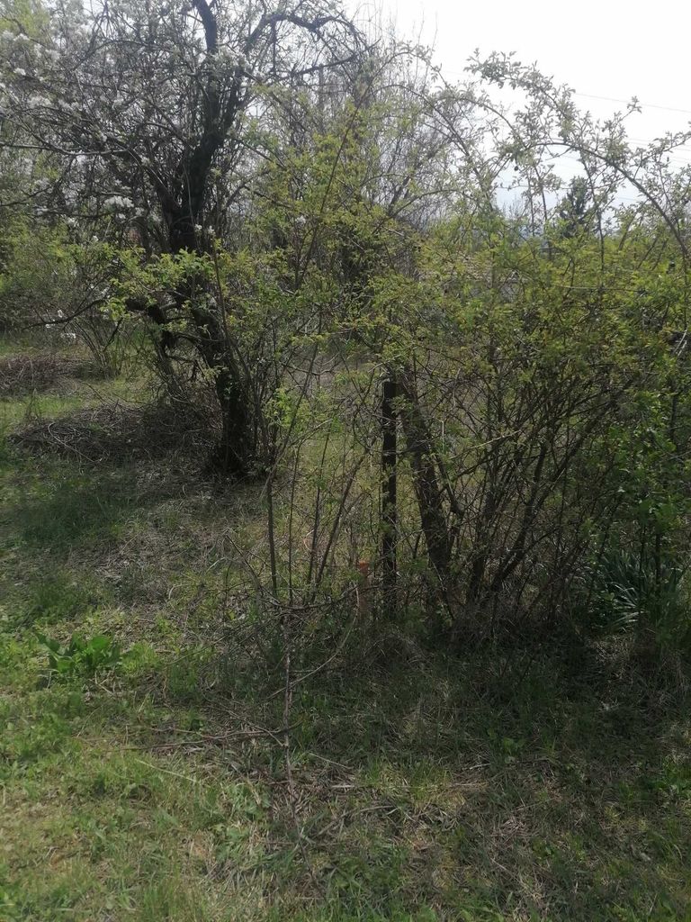 Продава се Парцел в с. Беляковец, Област Велико Търново - 905 кв.м за 55 €/кв.м - Снимка #7