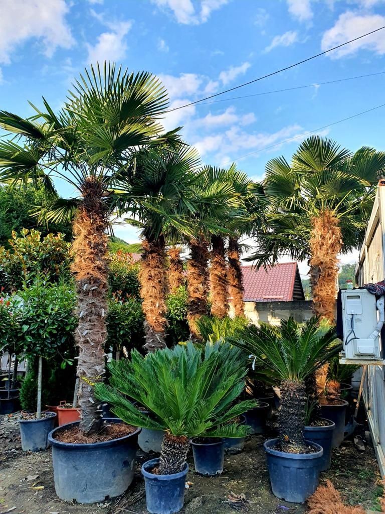 Palmieri rezistenți la îngheț de exterior, trachycarpus fortunei