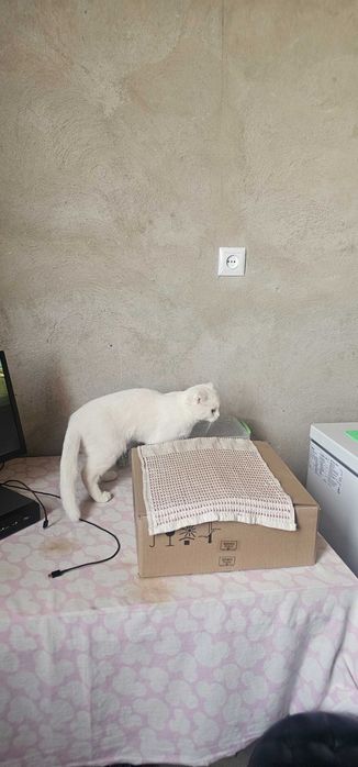 Котик красивый шотландский весло ух