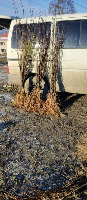 Puieți salcâm frasin tei fag carpen stejar mesteacăn plop brad molid