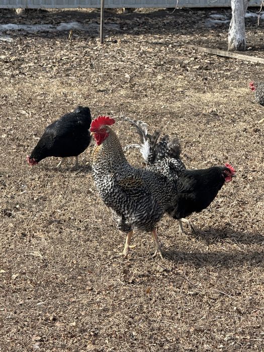 Куры домашние!!!