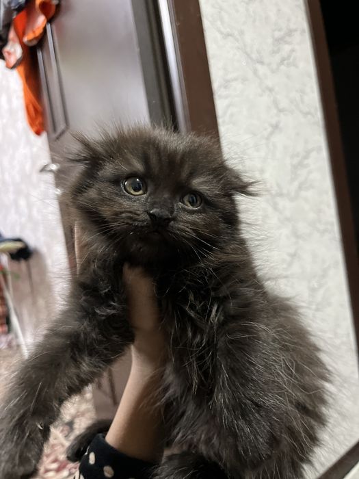 Коровой похмоквой акилли чиройли кизча