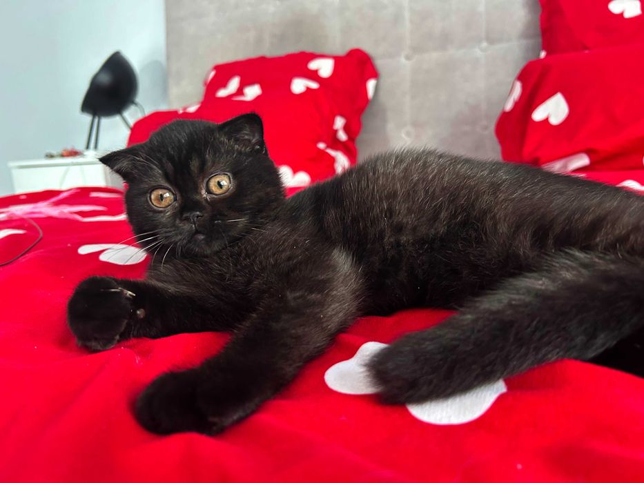 Rasă pură Scottish Fold, motănel cu pedigree și Carnet de Sănătate