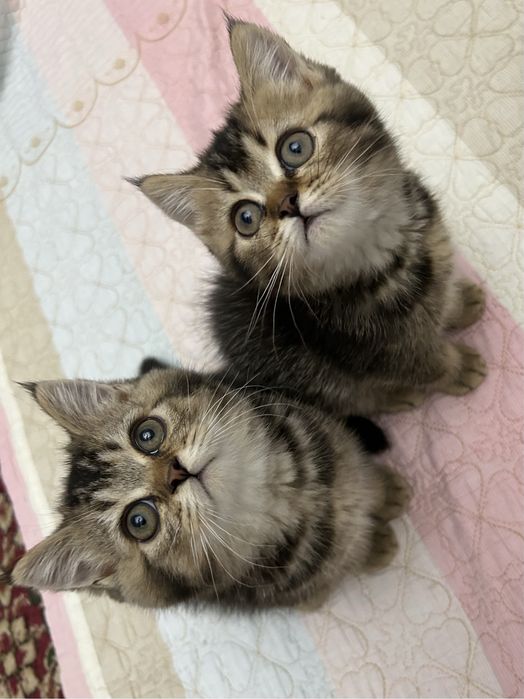 3 малышa шиншиллы