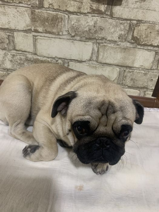 Собака парода мопс