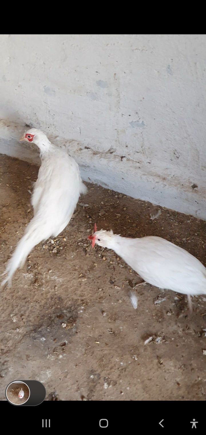 Продам фазан белый