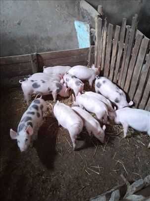 Продавам прасета и малки прасенца