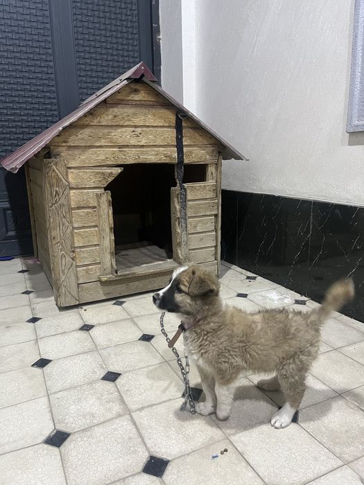 Продам собаку вместе с домиком пародистий