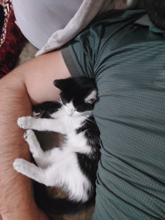 Hadyaga mushuk toshkent