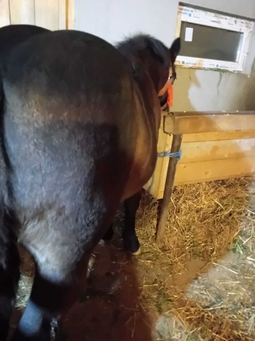 Vând mânză       .