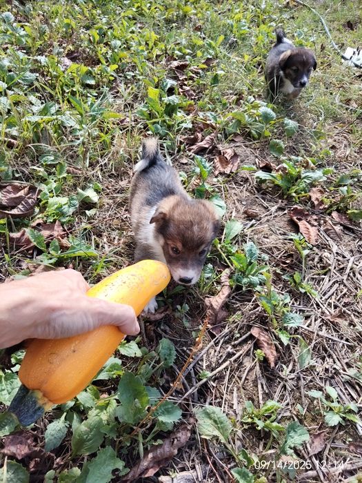 Donez 3 căței vioi și sănătoși