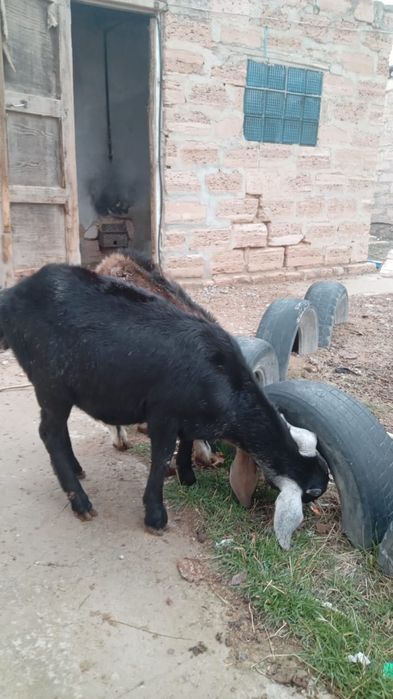 Альпи ешкілер сатылад