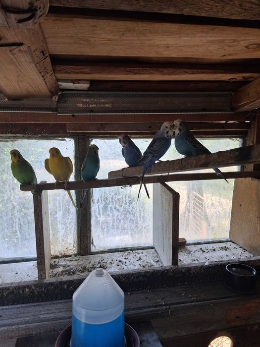 Cinci peruși de vânzare