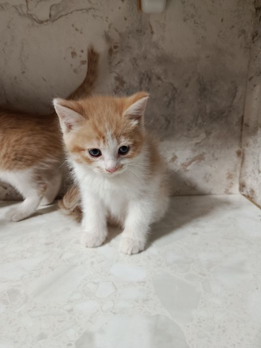 Продаются котята